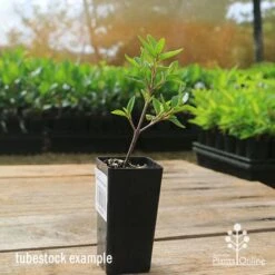 Correa Dusky Bells -Green Plant Corner apo correa dusky bells