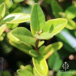 Correa Dusky Bells -Green Plant Corner apo correa dusky bells foliage