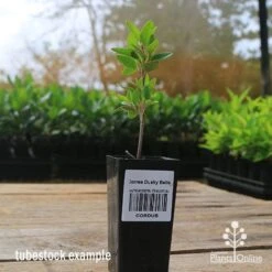 Correa Dusky Bells -Green Plant Corner apo correa dusky bells tubestock