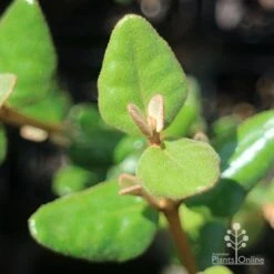 Correa Marian's Marvel -Green Plant Corner apo correa marians marvel foliage