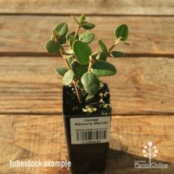 Correa Marian's Marvel -Green Plant Corner apo correa marians marvel tubestock