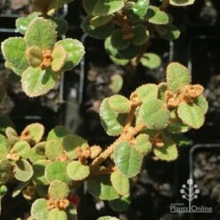Correa Nummulariifolia - Roundleaf Correa 16 Correa Nummulariifolia - Roundleaf Correa -Green Plant Corner apo correa nummularia foliage