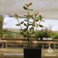 Correa Nummulariifolia - Roundleaf Correa 14 Correa Nummulariifolia - Roundleaf Correa -Green Plant Corner apo correa nummularifolia tubestock