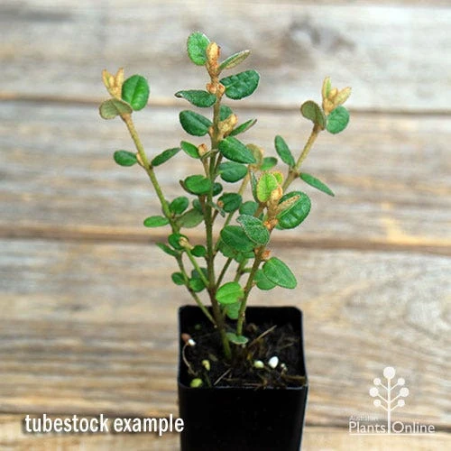 Correa Nummulariifolia - Roundleaf Correa 5 Correa Nummulariifolia - Roundleaf Correa - Image 3