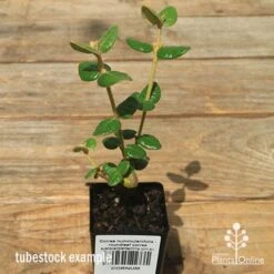 Correa Nummulariifolia - Roundleaf Correa 17 Correa Nummulariifolia - Roundleaf Correa -Green Plant Corner apo correa nummulariifolia tubestock