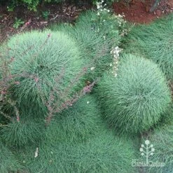 Casuarina Cousin It -Green Plant Corner apo cousin its from above