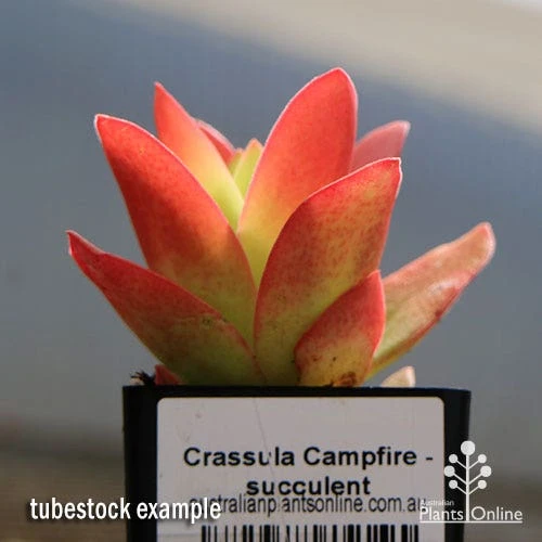 Crassula Campfire - Succulent 4 Crassula Campfire - Succulent - Image 2
