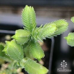 Crassula - Watchchain, Rat Tail Succulent 13 Crassula - Watchchain, Rat Tail Succulent -Green Plant Corner apo crassula watch chain close