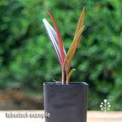 Crinum Wine Time - Swamp Lily -Green Plant Corner apo crinum wine time tubestock
