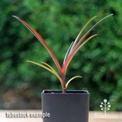 Crinum Wine Time - Swamp Lily -Green Plant Corner apo crinum wine time tubestock2