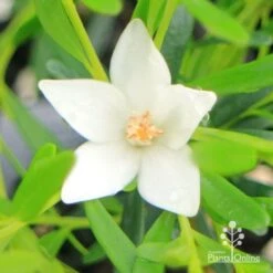 Crowea White Star - Waxflower -Green Plant Corner apo crowea white star flower close