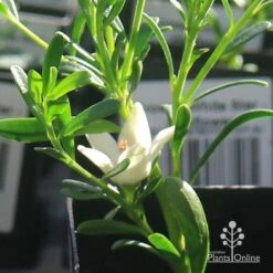 Crowea White Star - Waxflower -Green Plant Corner apo crowea white star flower 1