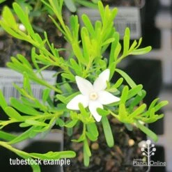 Crowea White Star - Waxflower -Green Plant Corner apo crowea white star tubestock