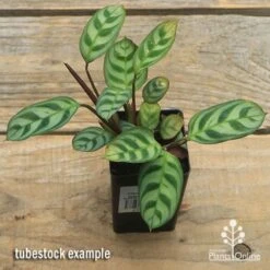 Ctenanthe Burle Marxii -Green Plant Corner apo ctenanthe burle marx tubestock top