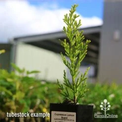 Cupressus Lemon Scent - Lemon Cypress 16 Cupressus Lemon Scent - Lemon Cypress -Green Plant Corner apo cupressus lemon scent tubestock