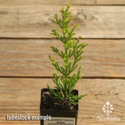 Cupressus Lemon Scent - Lemon Cypress 13 Cupressus Lemon Scent - Lemon Cypress -Green Plant Corner apo cupressus lemon scent tubestock top