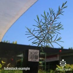 Chamelaucium Dancing Queen - Waxflower -Green Plant Corner apo dancing queen tubestock