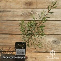 Chamelaucium Dancing Queen - Waxflower -Green Plant Corner apo dancing queen tubestock top