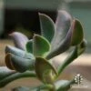 Echeveria Dark Vader - Succulent -Green Plant Corner apo dark vader leaf close