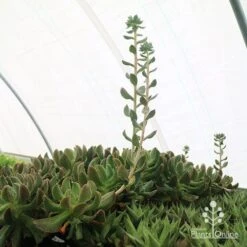 Echeveria Dark Vader - Succulent -Green Plant Corner apo dark vader new shoots