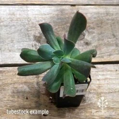 Echeveria Dark Vader - Succulent -Green Plant Corner apo dark vader tubestock top