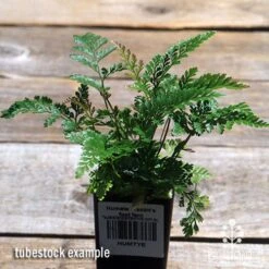 Humata - Rabbit's Foot Fern 31 Humata - Rabbit's Foot Fern -Green Plant Corner apo davallia humata fern
