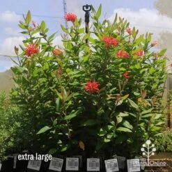 Grevillea Deua Flame -Green Plant Corner apo deua flame dec large