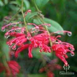 Grevillea Deua Flame -Green Plant Corner apo deua flame dewdrops