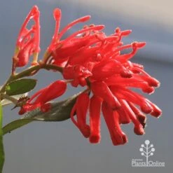Grevillea Deua Flame
