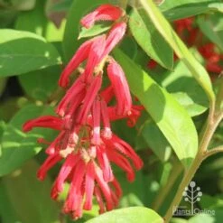 Grevillea Deua Flame -Green Plant Corner apo deua flame flower cluster