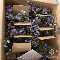 Scaevola Purple Fanfare - Fan Flower 12 Scaevola Purple Fanfare - Fan Flower -Green Plant Corner apo diana taylor scaevola unboxing