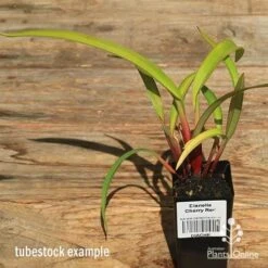 Dianella Cherry Red -Green Plant Corner apo dianella cherry red tubestock alt