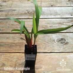Dianella Cherry Red -Green Plant Corner apo dianella cherry red tubestock top
