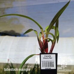 Dianella Cherry Red -Green Plant Corner apo dianella cherry red tubestock3
