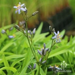 Dianella Petite Marie -Green Plant Corner apo dianella petite marie flower stems