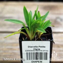Dianella Petite Marie -Green Plant Corner apo dianella petite marie tubestock