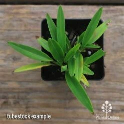 Dianella Petite Marie -Green Plant Corner apo dianella petite marie tubestock top