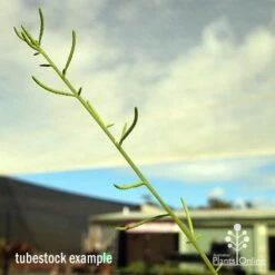 Peperomia Dolabriformis - Prayer Pepper - Succulent -Green Plant Corner apo dolabriformis flowerspike