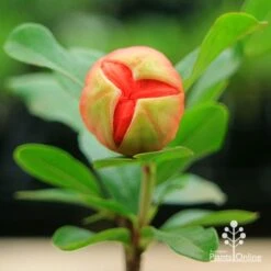 Pomegranate Double Orange -Green Plant Corner apo double pomegranate bud