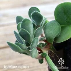 Crassula Dubia - Succulent -Green Plant Corner apo dubia closeup