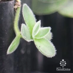 Crassula Dubia - Succulent -Green Plant Corner apo dubia fuzzy leaf