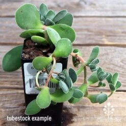 Crassula Dubia - Succulent -Green Plant Corner apo dubia tubestock