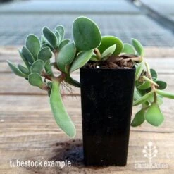 Crassula Dubia - Succulent -Green Plant Corner apo dubia tubestock reverse