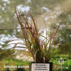 Pennisetum - Dwarf Purple Fountain Grass -Green Plant Corner apo dwarf pfg tubestock