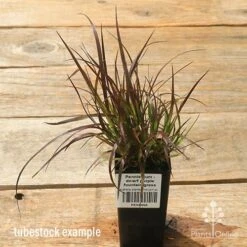 Pennisetum - Dwarf Purple Fountain Grass -Green Plant Corner apo dwarf pfg tubestock top