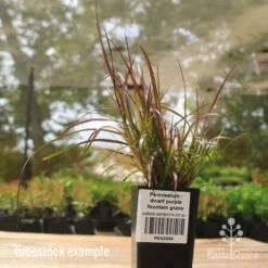 Pennisetum - Dwarf Purple Fountain Grass -Green Plant Corner apo dwarf pfg tubestock2