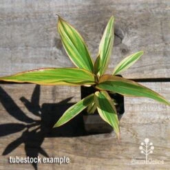 Cordyline Fruticosa Early Morning Diamond -Green Plant Corner apo early morning diamond tubestock top