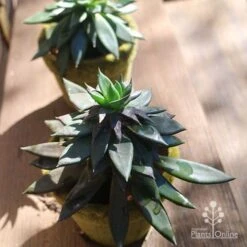 Echeveria Black Knight - Succulent -Green Plant Corner apo echeveria black knight pair