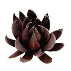 Echeveria Black Knight - Succulent -Green Plant Corner apo echeveria black knight promo