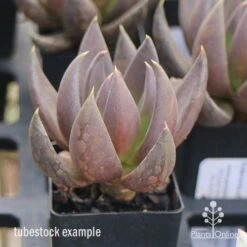 Echeveria Black Knight - Succulent -Green Plant Corner apo echeveria black knight tubestock